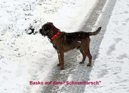 Border Terrier Basko