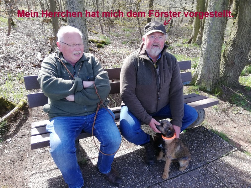 Border Terrier Basko
