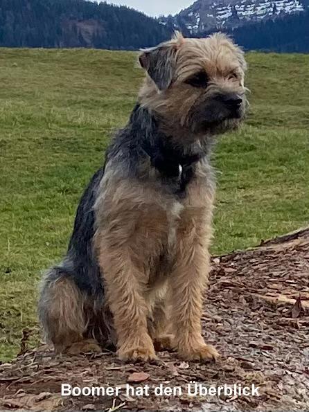 Border Terrier Boomer, Bild 1