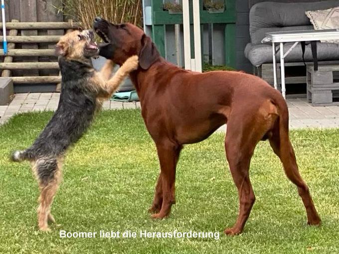 Border Terrier Boomer