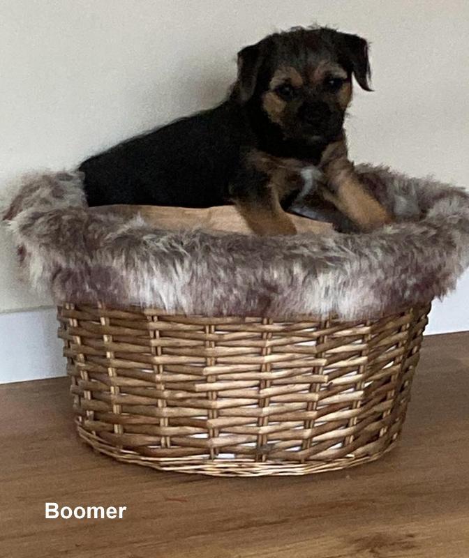 Border Terrier Boomer