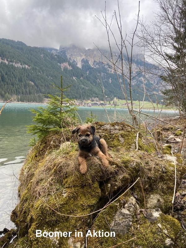 Border Terrier Boomer, Bild 4