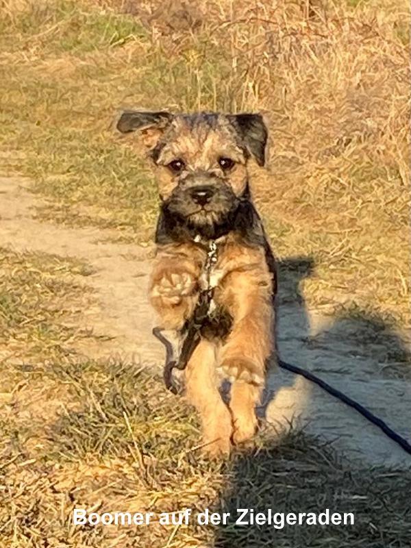 Border Terrier Boomer, Bild 5
