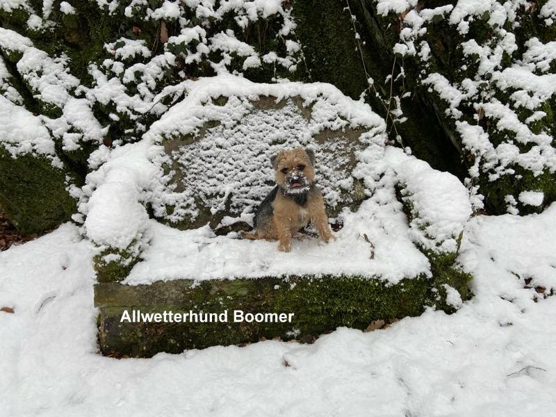 Border Terrier Boomer, Bild 6