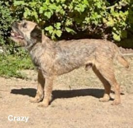 Border Terrier Crazy