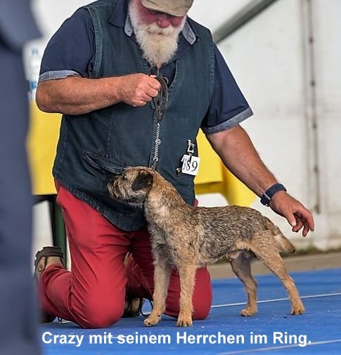 Border Terrier Crazy