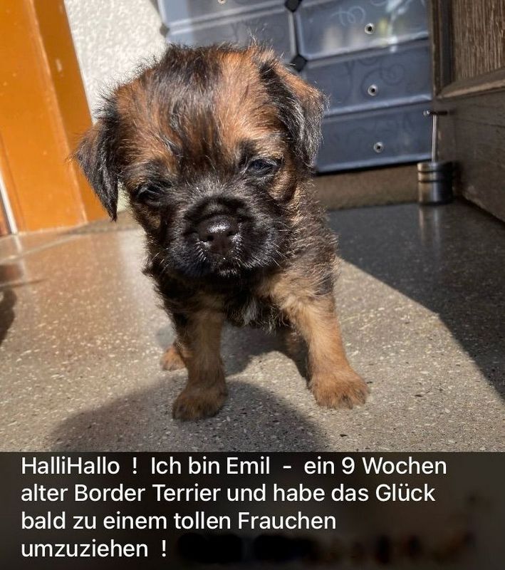 Border Terrier Emil, Bild 1