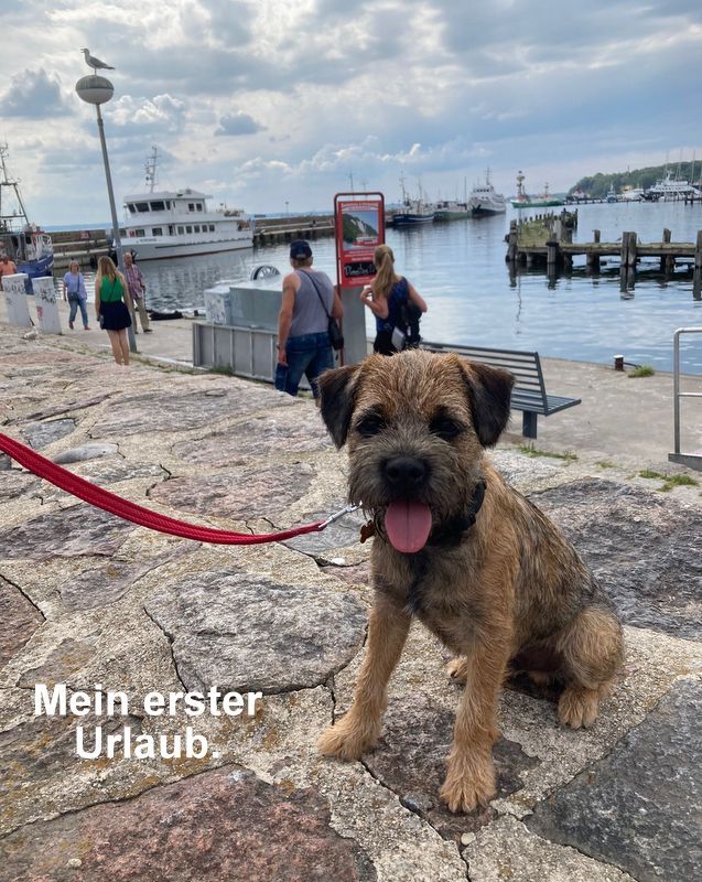 Border Terrier Emil, Bild 2