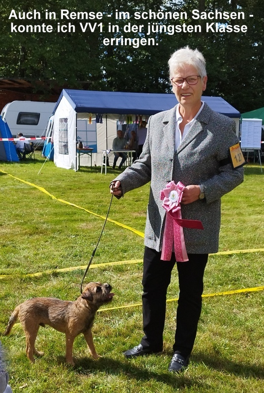 Border Terrier Emil, Bild 3