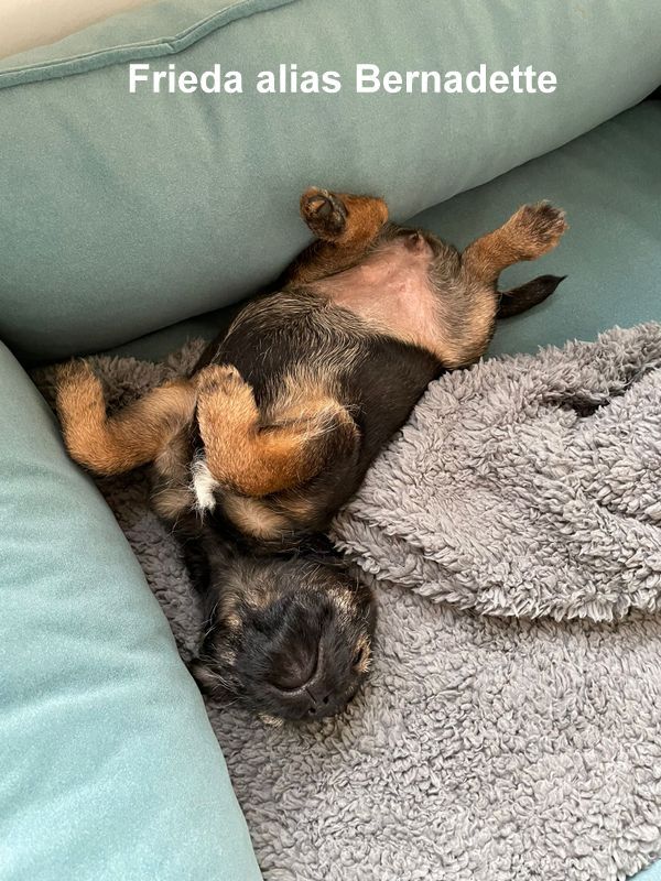 Border Terrier Frieda, Bild 1
