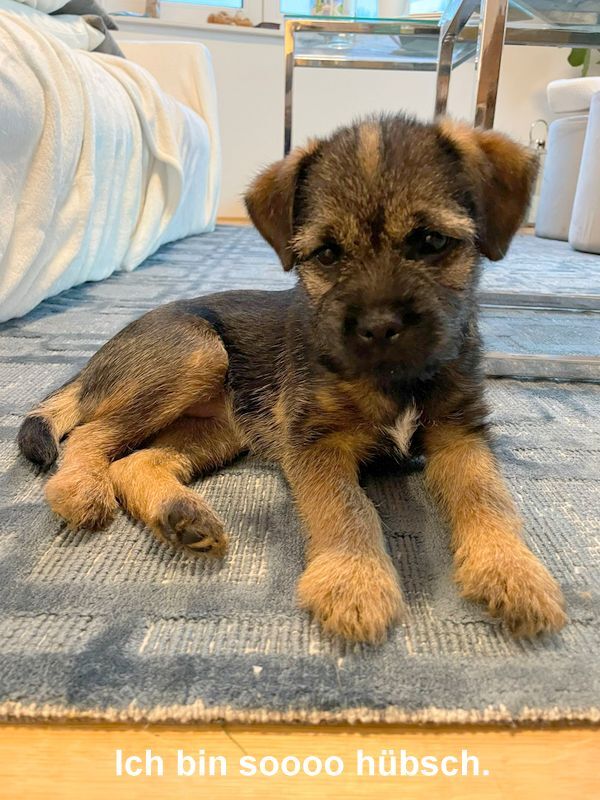 Border Terrier Frieda, Bild 2
