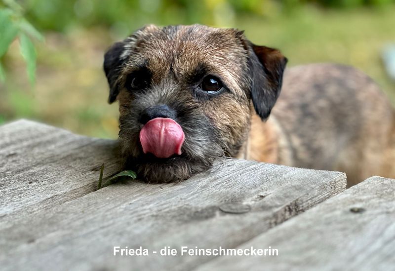 Border Terrier Frieda, Bild 3