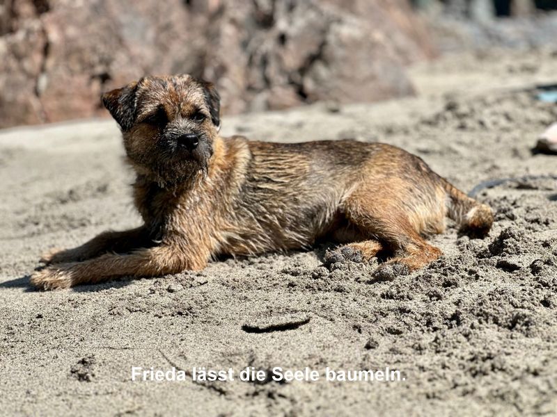 Border Terrier Frieda, Bild 4