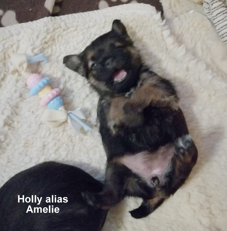 Border Terrier Holly, Bild 1