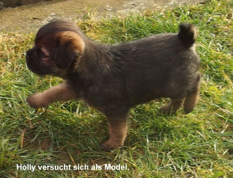 Border Terrier Holly, Bild 2