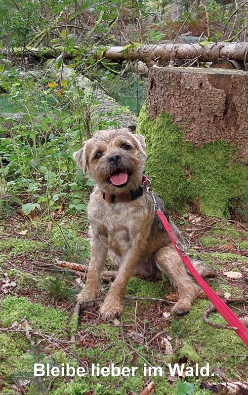Border Terrier Holly, Bild 3