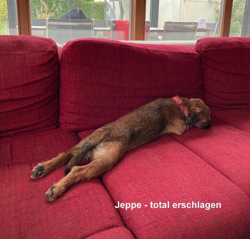 Border Terrier Jeppe, Bild 3