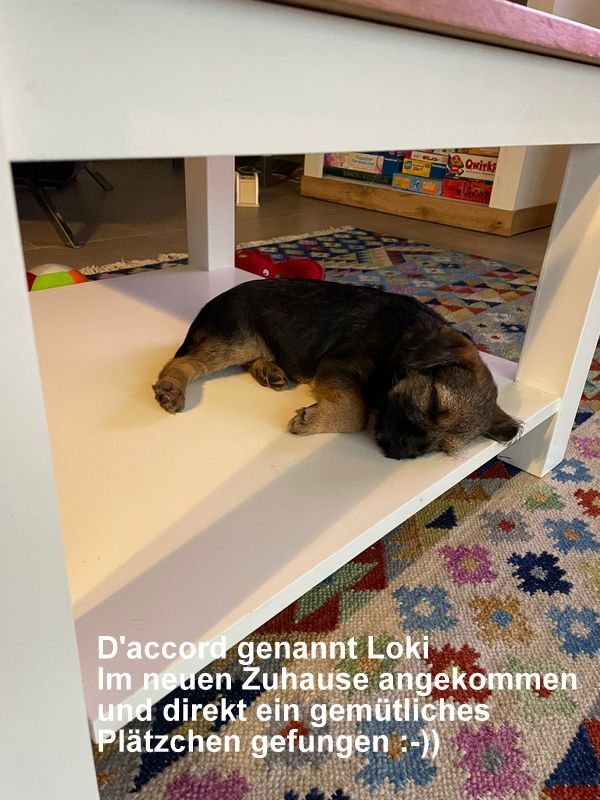 Border Terrier Loki, Bild 1