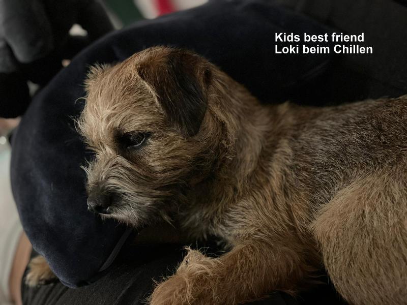 Border Terrier Loki, Bild 2