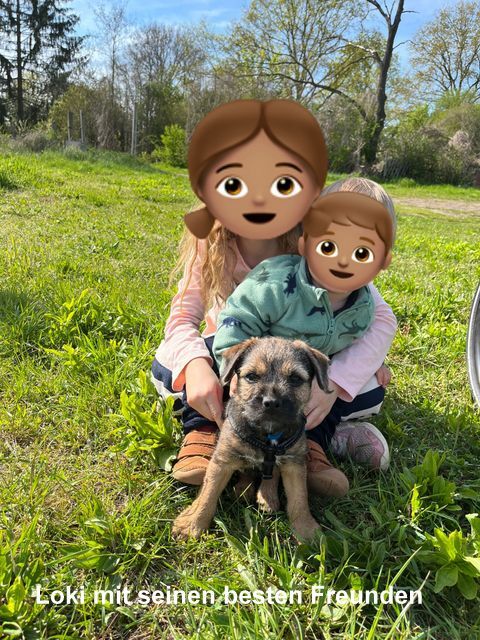 Border Terrier Loki, Bild 3