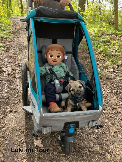 Border Terrier Loki, Bild 4