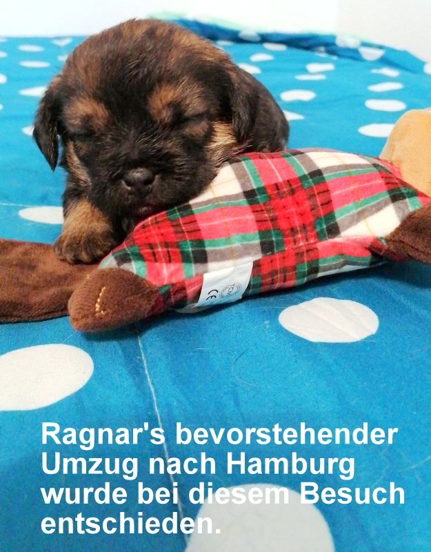 Border Terrier Ragnar, Bild 1