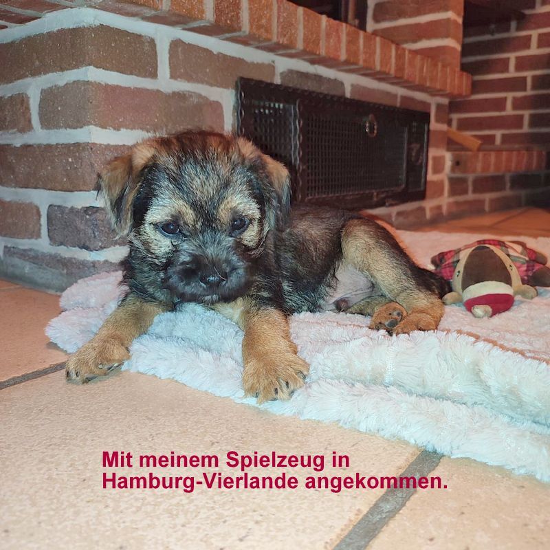 Border Terrier Ragnar, Bild 2