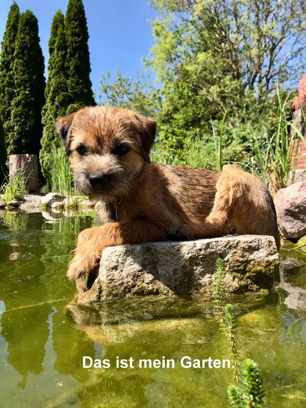 Border Terrier Ragnar, Bild 3