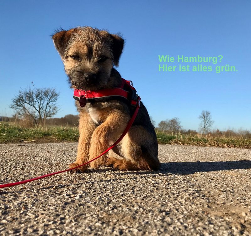 Border Terrier Ragnar, Bild 4