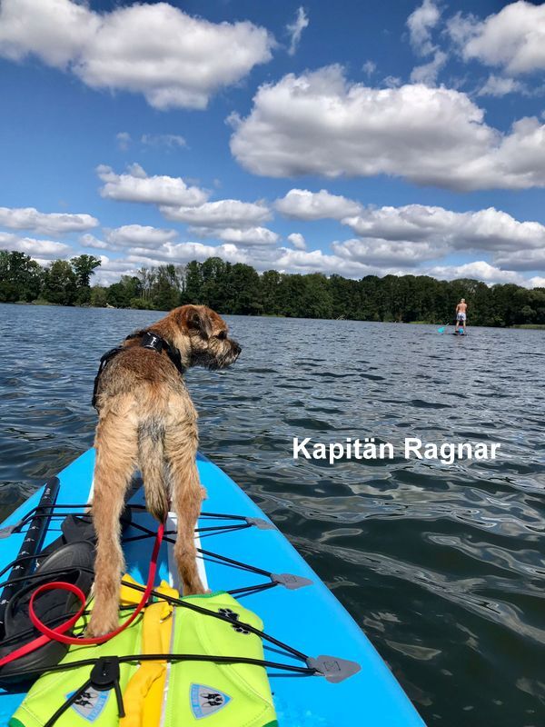 Border Terrier Ragnar, Bild 5