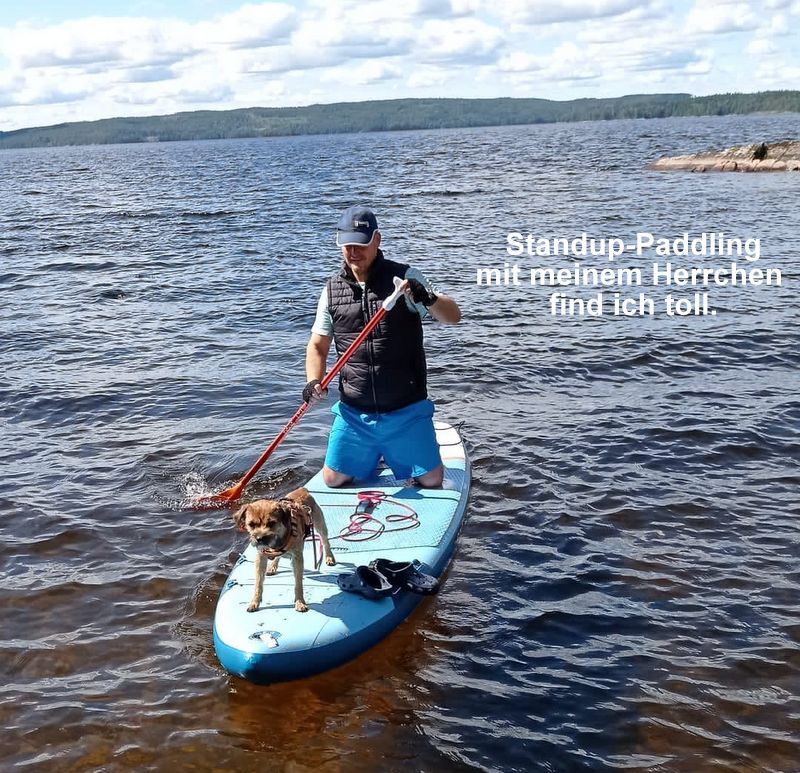 Border Terrier Ragnar, Bild 6