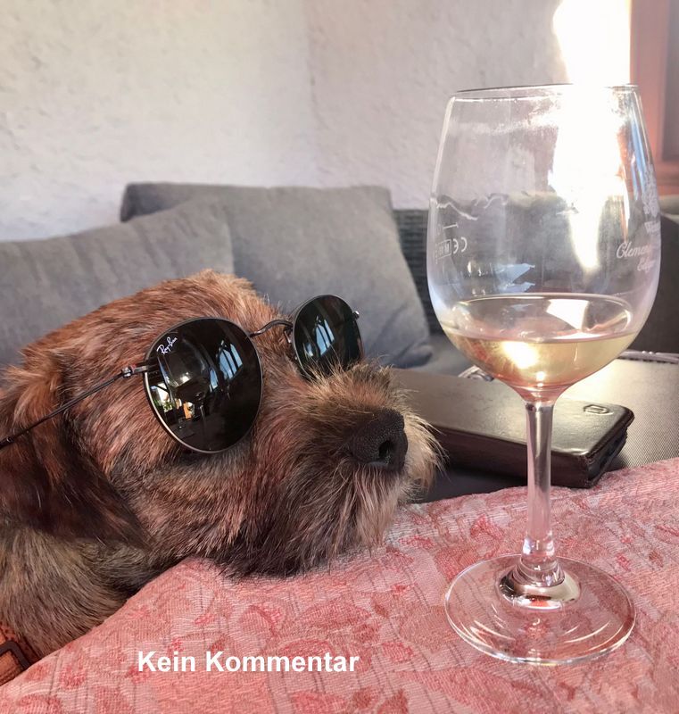 Border Terrier Ragnar, Bild 7