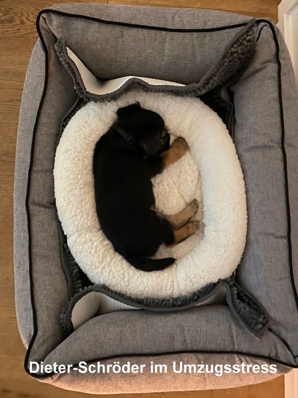 Border Terrier Schröder, Bild 1