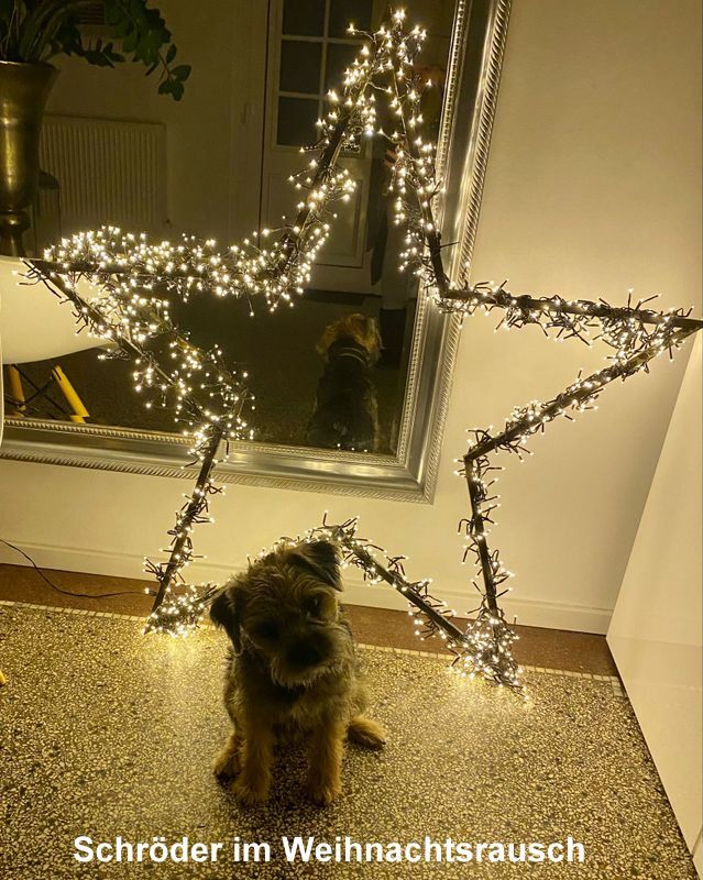 Border Terrier Schröder, Bild 2