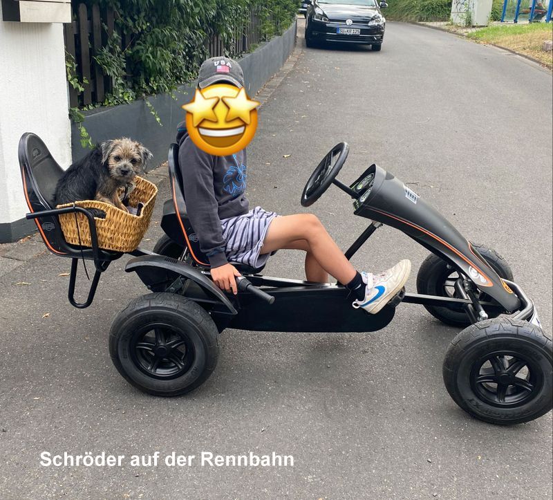 Border Terrier Schröder, Bild 3