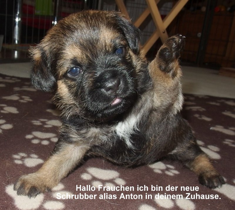 Border Terrier Schrubber, Bild 1