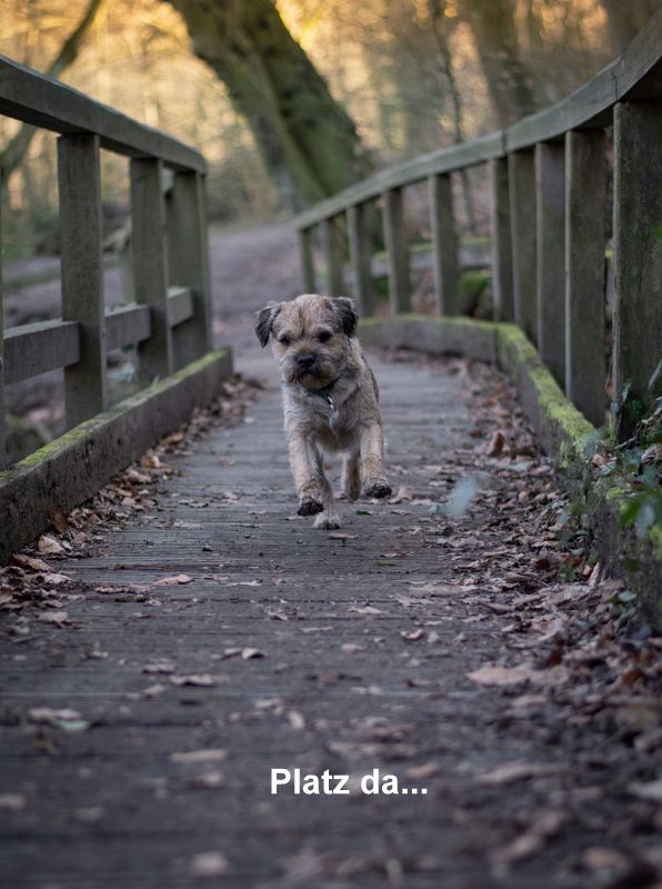 Border Terrier Schrubber, Bild 2