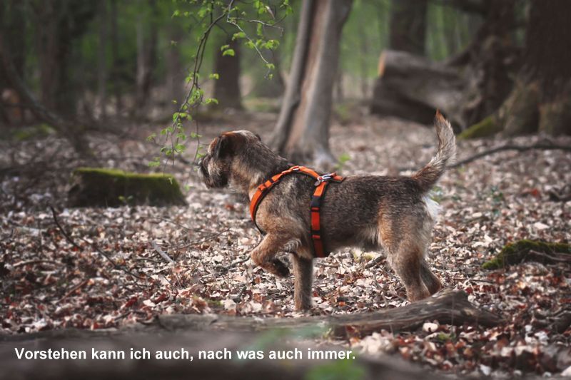 Border Terrier Schrubber, Bild 3