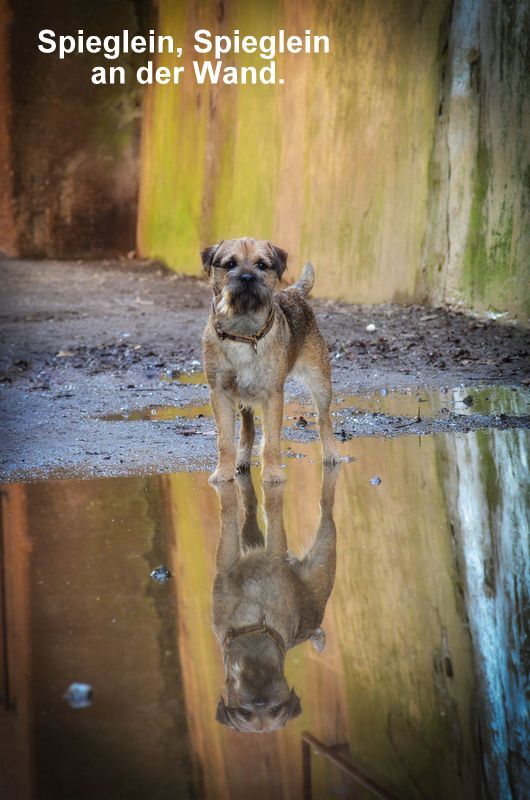 Border Terrier Schrubber, Bild 4