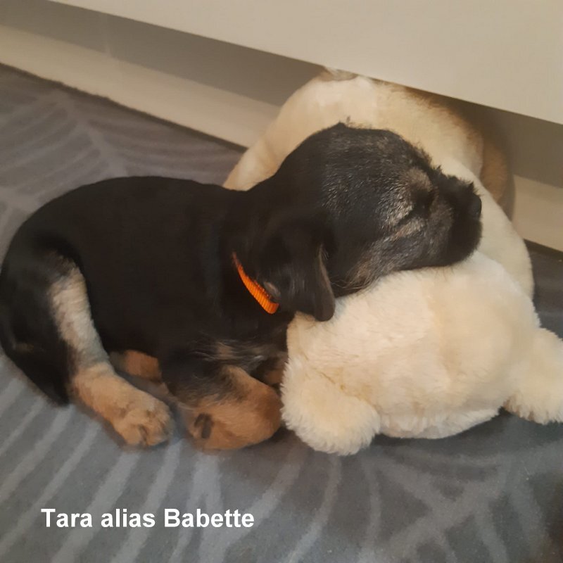 Border Terrier Tara, Bild 1