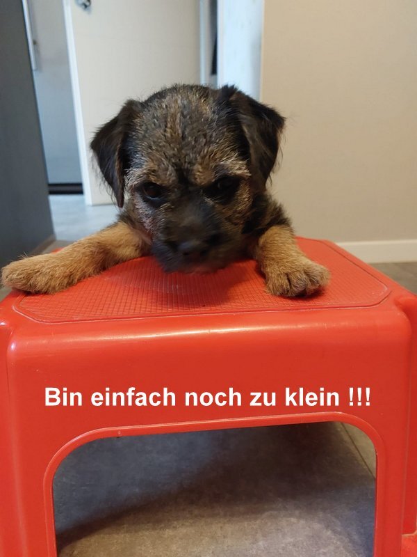 Border Terrier Tara, Bild 2