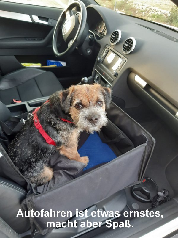 Border Terrier Tara, Bild 3