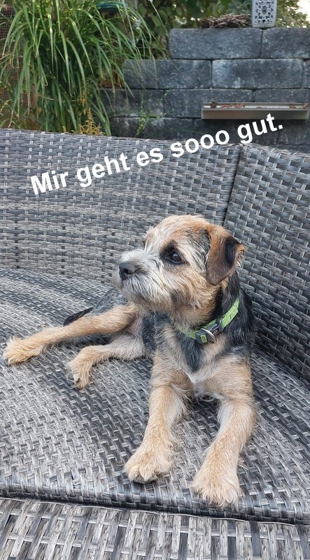 Border Terrier Tara, Bild 4