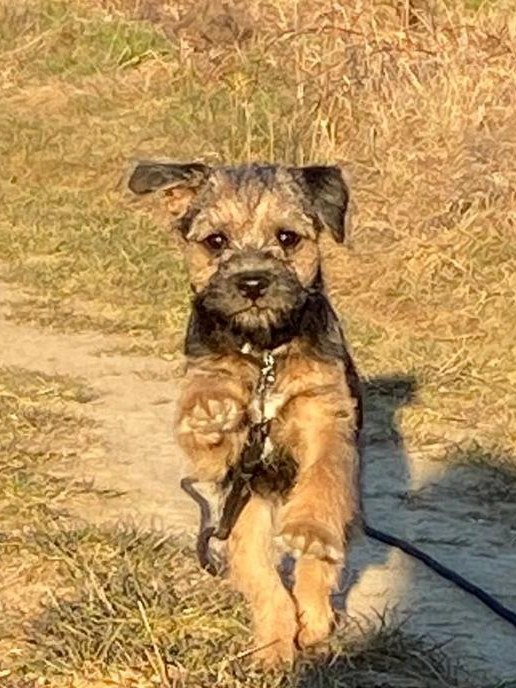 Border Terrier Boomer