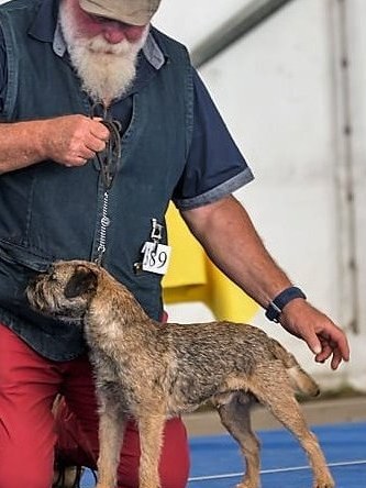 Border Terrier Crazy