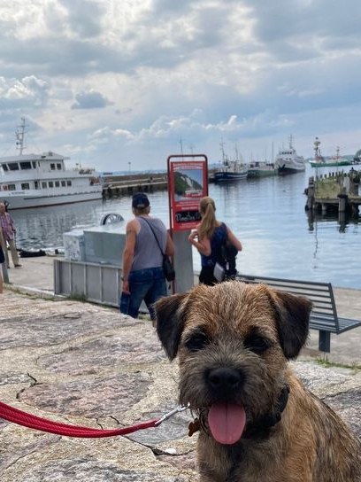 Border Terrier Emil