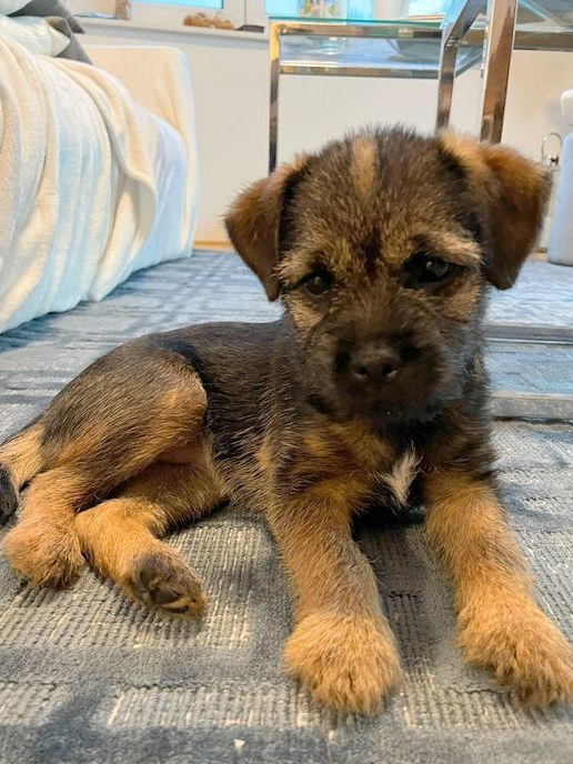 Border Terrier Frieda