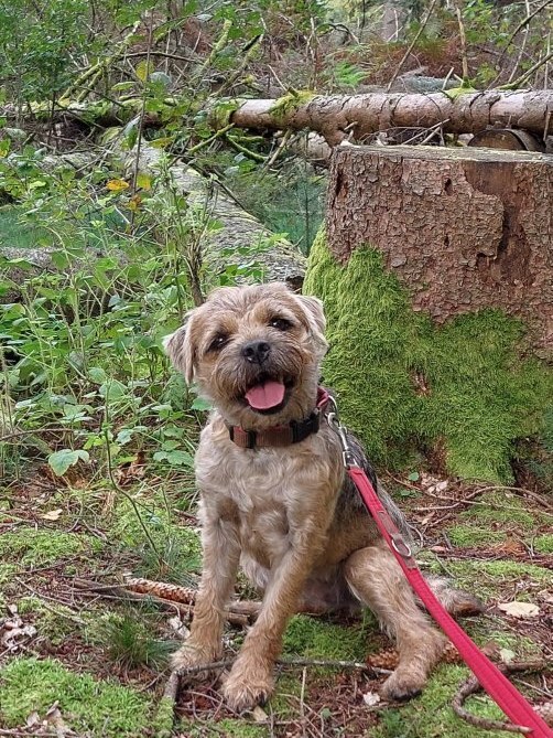 Border Terrier Holly