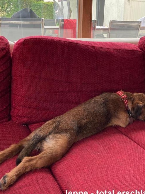 Border Terrier Jeppe