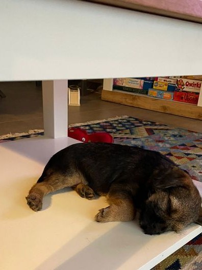 Border Terrier Loki